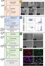 SOX2 Antibody in Flow Cytometry (Flow)