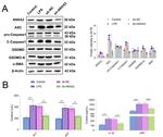 PYCARD Antibody in Western Blot (WB)