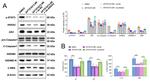 PYCARD Antibody in Western Blot (WB)