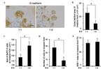 E-Cadherin Antibody in Immunocytochemistry (ICC/IF)