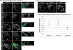 E-Cadherin Antibody in Immunocytochemistry (ICC/IF)