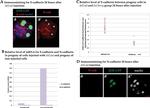 E-Cadherin Antibody in Immunocytochemistry (ICC/IF)