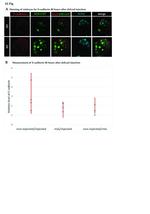 E-Cadherin Antibody in Immunocytochemistry (ICC/IF)