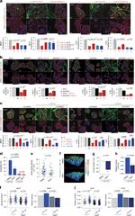 E-Cadherin Antibody in Immunocytochemistry (ICC/IF)