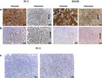 E-Cadherin Antibody in Immunohistochemistry (IHC)