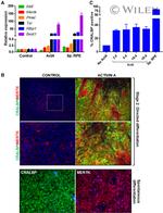 CRALBP Antibody in Immunohistochemistry (IHC)