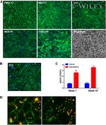 ZO-1 Antibody in Immunohistochemistry (IHC)