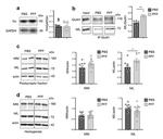 NMDAR1 Antibody in Western Blot (WB)