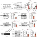 PTBP1 Antibody in Western Blot (WB)