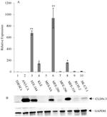 Claudin 3 Antibody in Western Blot (WB)