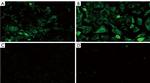 Ephrin A1 Antibody in Immunocytochemistry (ICC/IF)