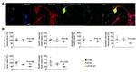 PSD93 Antibody in Immunocytochemistry (ICC/IF)