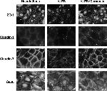 Claudin 7 Antibody in Immunohistochemistry (IHC)