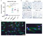 Connexin 40 Antibody in Immunocytochemistry (ICC/IF)