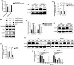 EphA4 Antibody in Western Blot (WB)