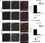 Connexin 36 Antibody in Western Blot, Immunocytochemistry (WB, ICC/IF)