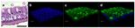 Occludin Antibody in Immunohistochemistry (IHC)