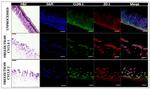 ZO-1 Antibody in Immunohistochemistry (IHC)