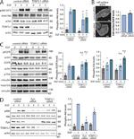 Phospho-AKT1 (Ser473) Antibody in Western Blot (WB)