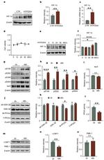 Phospho-Tau (Ser199) Antibody in Western Blot (WB)