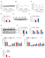 IDE Antibody in Western Blot (WB)