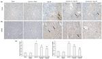 TLR4 Antibody in Immunohistochemistry (IHC)