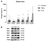 MARVELD2 Antibody in Western Blot (WB)