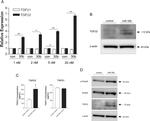 SMAD2 Antibody in Western Blot (WB)