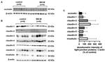 MARVELD2 Antibody in Western Blot (WB)