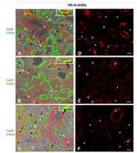 Connexin 32 Antibody in Immunohistochemistry (IHC)