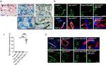 ZO-2 Antibody in Immunohistochemistry (IHC)