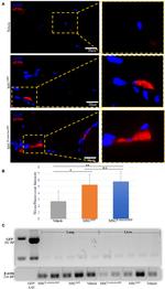 GFP Antibody in Western Blot, Immunohistochemistry (WB, IHC)