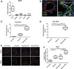 GFP Antibody in Immunohistochemistry (IHC)