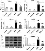 mTOR Antibody in Western Blot (WB)