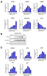 Adiponectin Antibody in Western Blot (WB)