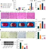 CD34 Antibody in Immunohistochemistry (IHC)