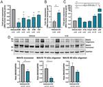 GAPDH Antibody in Western Blot (WB)