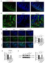 AHR Antibody in Immunohistochemistry (IHC)