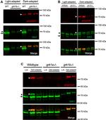 GRK1 Antibody in Western Blot (WB)