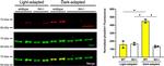 GRK1 Antibody in Western Blot (WB)