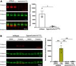 GRK1 Antibody in Western Blot (WB)