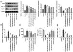 TIMP1 Antibody in Western Blot (WB)