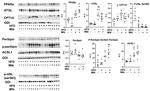 PPAR alpha Antibody in Western Blot (WB)