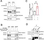 Importin beta-1 Antibody in Western Blot (WB)