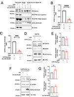 Importin beta-1 Antibody in Western Blot (WB)