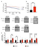 Phospholamban Antibody in Western Blot (WB)