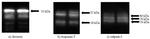 Mu-Calpain Antibody in Western Blot (WB)