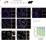 MUC1 Antibody in Immunohistochemistry (IHC)