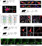 14-3-3 sigma Antibody in Immunohistochemistry (IHC)