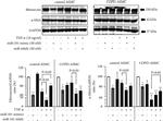 Fibronectin Antibody in Western Blot (WB)